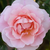 Rózsaszín - Történelmi - régi kerti rózsa - Fritz Nobis®